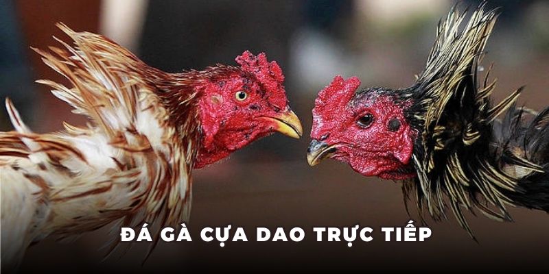 Đá gà cựa dao trực tiếp Đá gà cựa dao trực tiếp