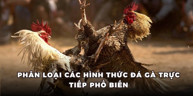 Phân loại các hình thức đá gà trực tiếp phổ biến Phân loại các hình thức đá gà trực tiếp phổ biến