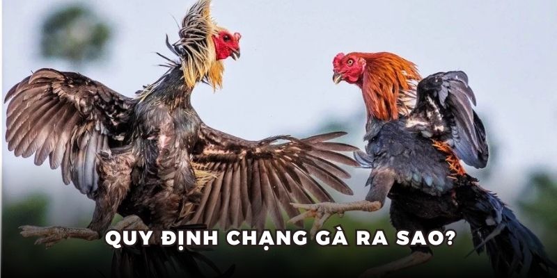 Quy định chạng gà ra sao? Quy định chạng gà ra sao?