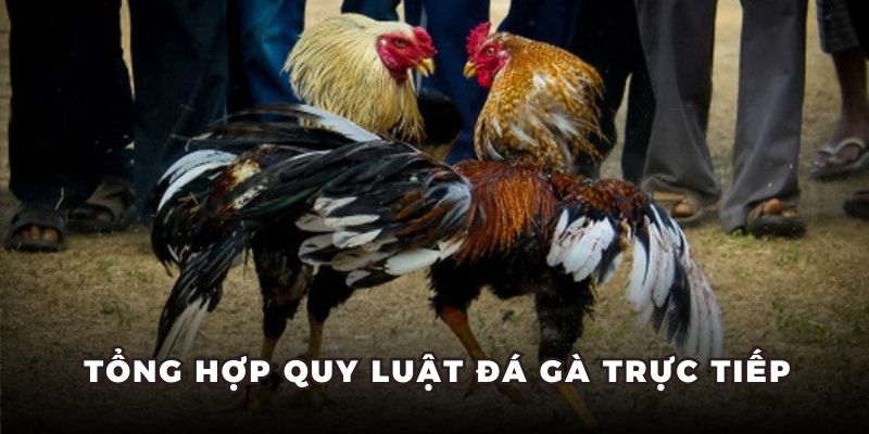 Tổng hợp quy luật đá gà trực tiếp Tổng hợp quy luật đá gà trực tiếp