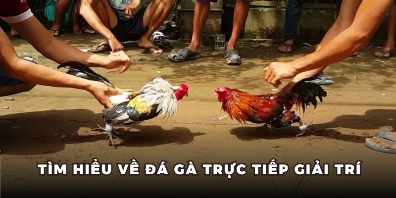 Tìm hiểu về đá gà trực tiếp giải trí Tìm hiểu về đá gà trực tiếp giải trí